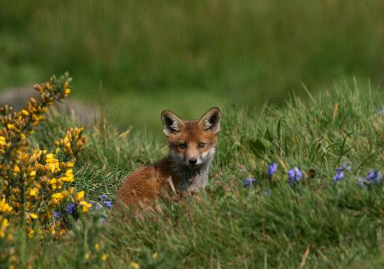 Fox <i>Vulpes vulpes</i>